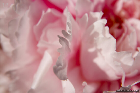 Фото masherr Larsen