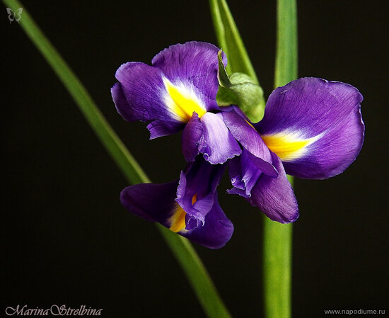 Фото Marina Strelbina