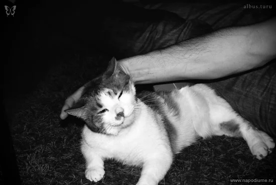 photo #1359195