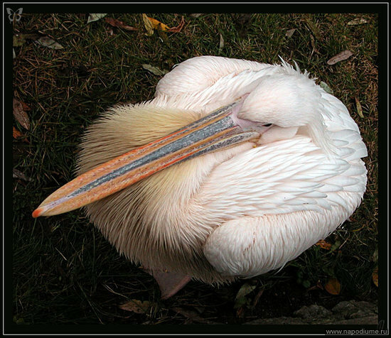 Bird,  пеликан 