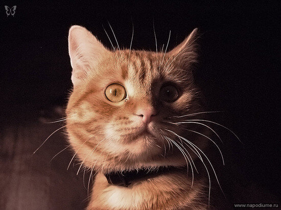 Фото Сергей Немо
