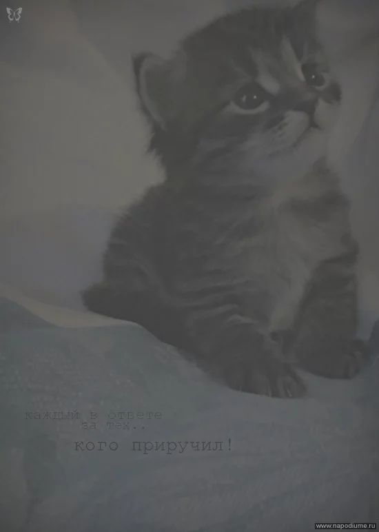 каждый в ответе,за тех..кого приручил!  ведь твои слова,кто то понял и не забыл!
