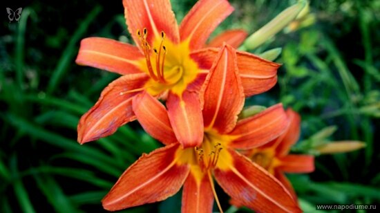 Фото Игорь Агафонов