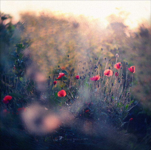 Фото Alexey Rysich