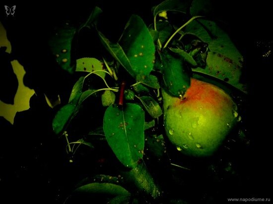 Фото Julia Tofan