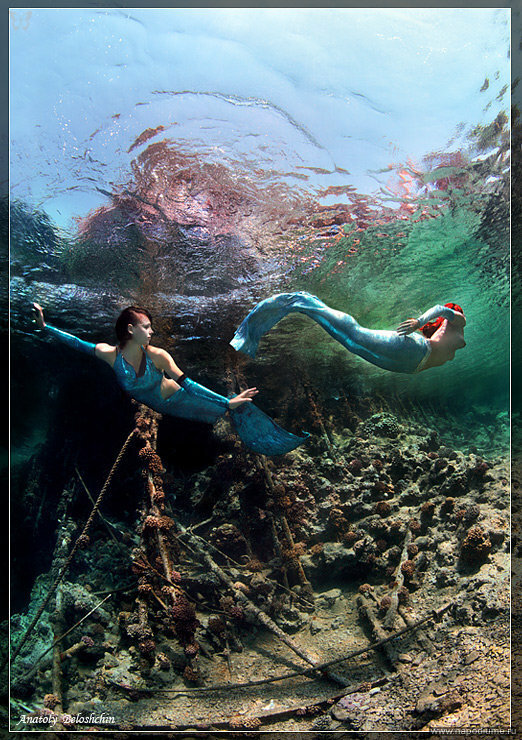 Подводное фото
Красное море. Остров "Big Brother"
июль 2009