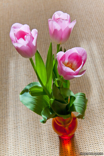 Фото Ilona Marchenko