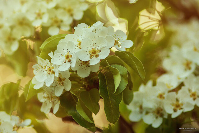 Фото Arina Bogachyova