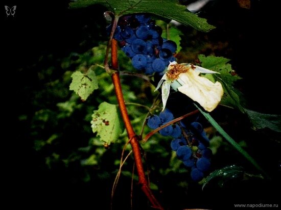 Фото Julia Tofan