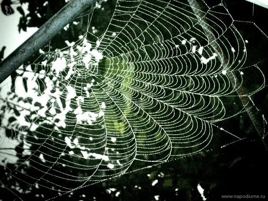 Фото Julia Tofan