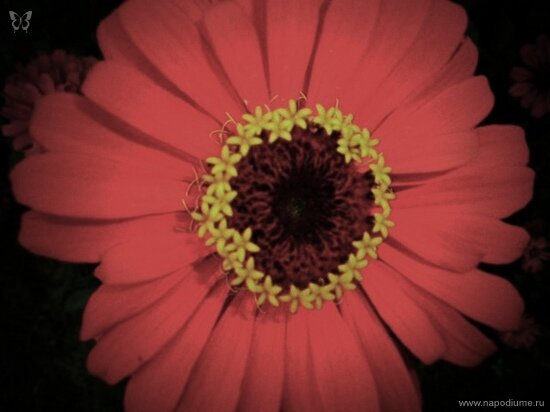 Фото Julia Tofan
