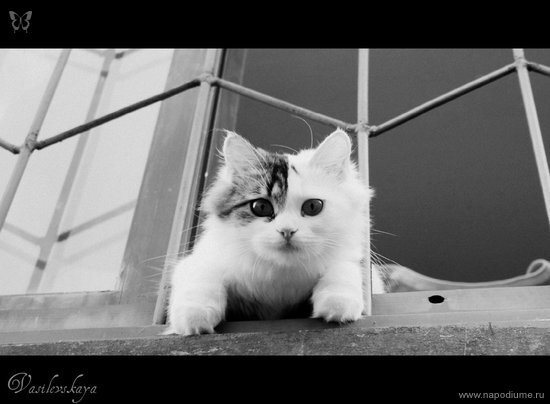 Foto Lena Vasilevskaa