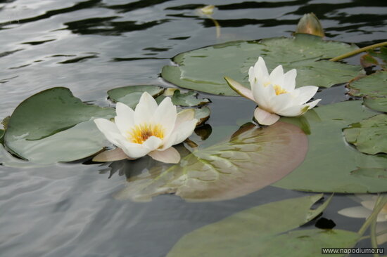 Фото Наталья Петрук