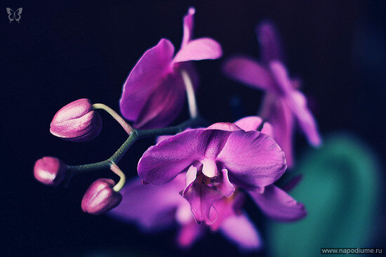 Фото Evgeniya J.Cat? Ippolitova