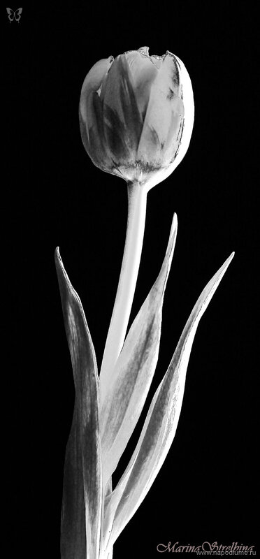 Фото Marina Strelbina