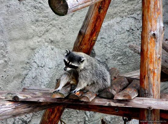 in the Moscow zoo