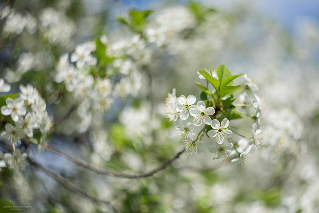 Фото Arina Bogachyova