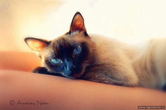 кошка