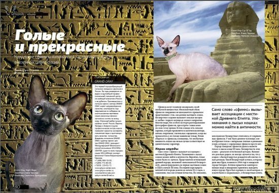 журнал "Pets" (рубрика-животные) 16 марта 2009