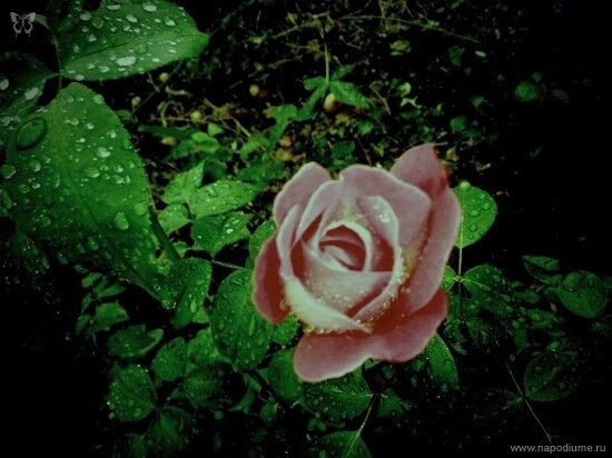 Фото Julia Tofan