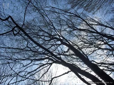 Tasha Ivanko's photo