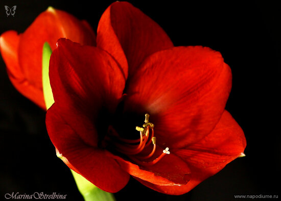 Фото Marina Strelbina