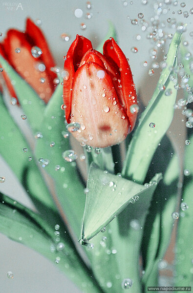 Фото Anna Frolova