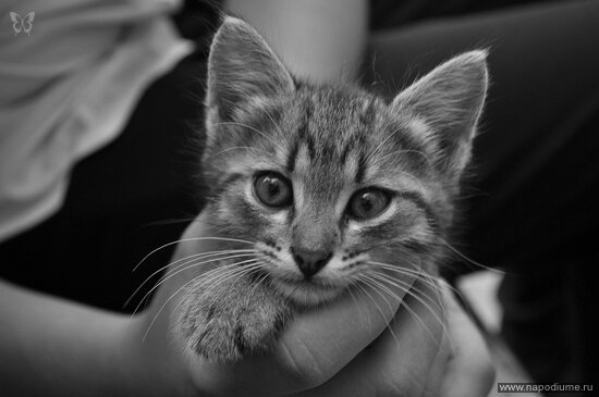 Фото Andrew Solovev