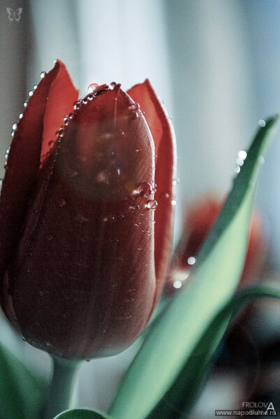 Фото Anna Frolova
