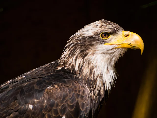 Ruslan Shatskih's photo