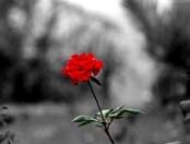 Фото Lope de Vega