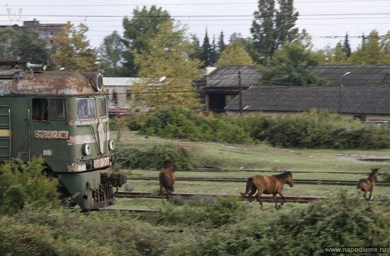 поезд и лошади