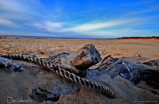 Фото David Seel