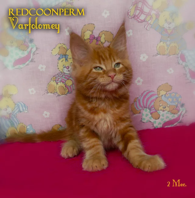 Фото REDCOONPERM REDCOONPERM