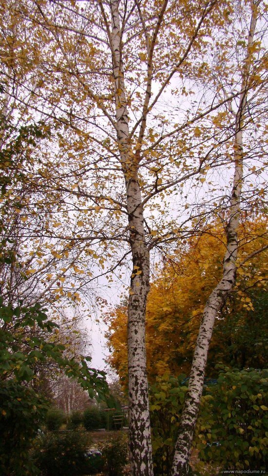 Осень 2009