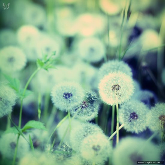 Фото Juliya Plashihina
