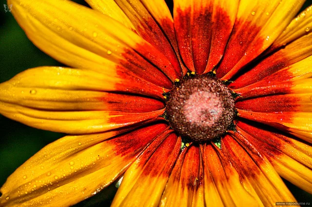Nikita Kocetov's photo