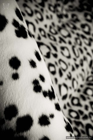 Фото Lexx Lexx