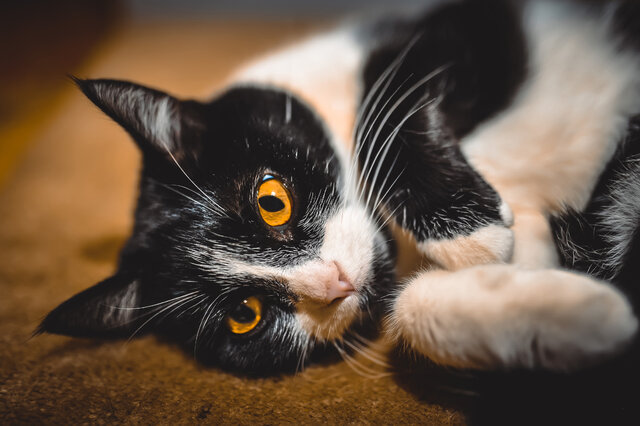 Фото Андрей Casey Махотин