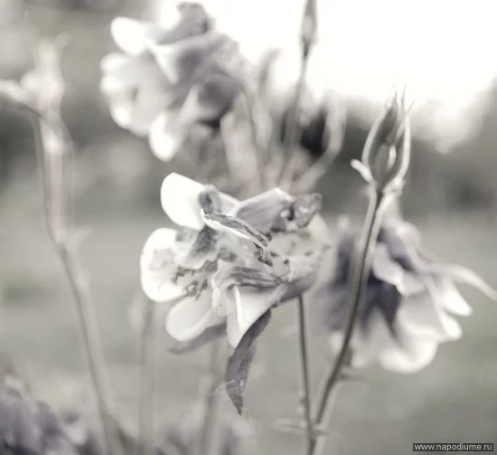 Ri Bulatova's photo