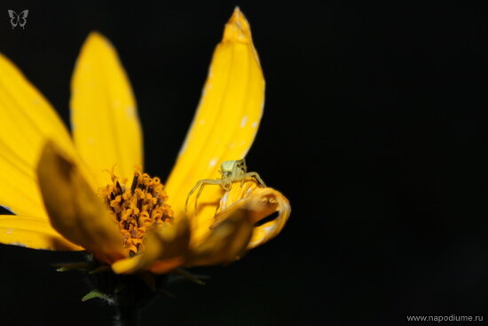 Фото Irina Suslova