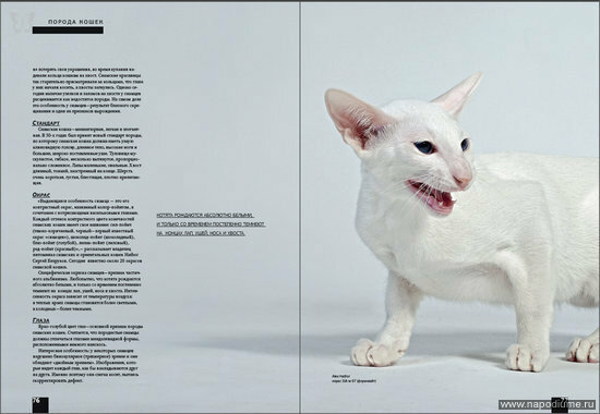 Журнал "Pets" Май 2009