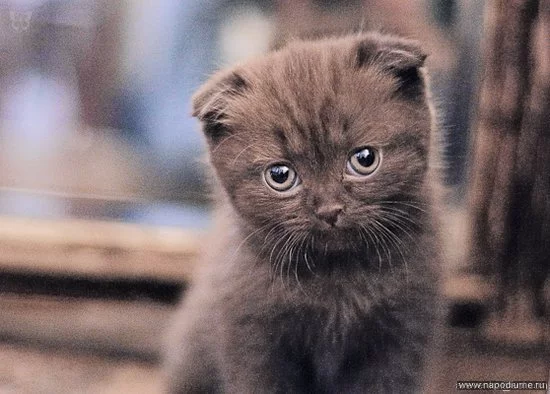 Andrej Revenko's photo
