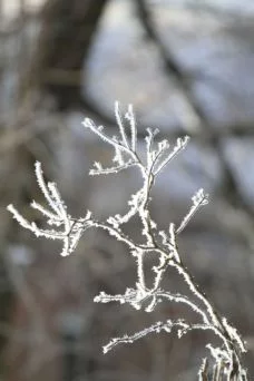 Sergej Oplachko's photo