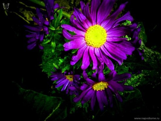 Фото Julia Tofan