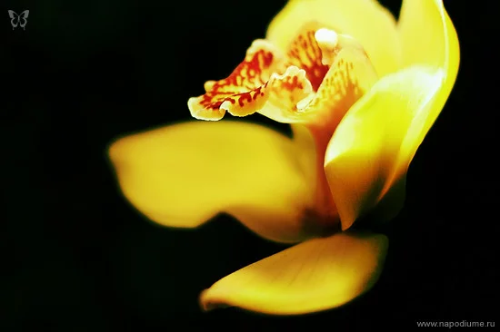 Evgeniya Ippolitova's photo