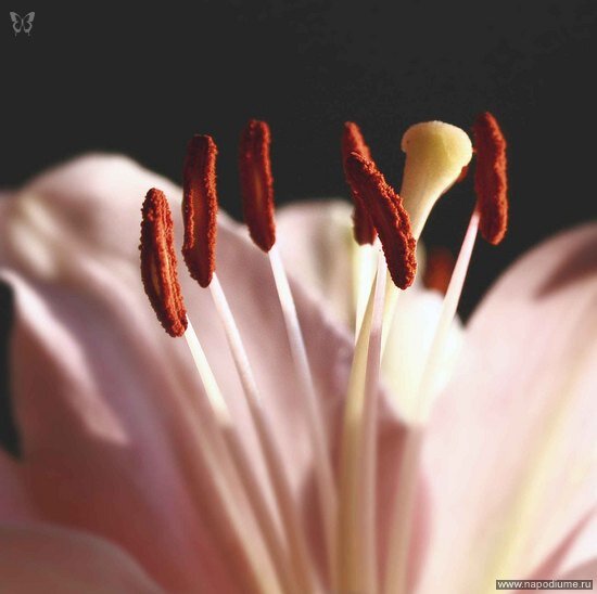 Фото Nataly SmileOnMe _