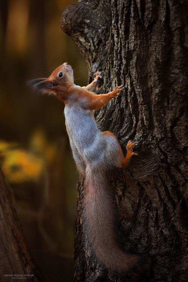 Фото Arina Bogachyova
