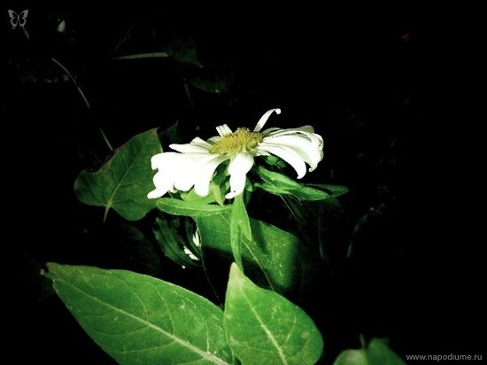 Фото Julia Tofan
