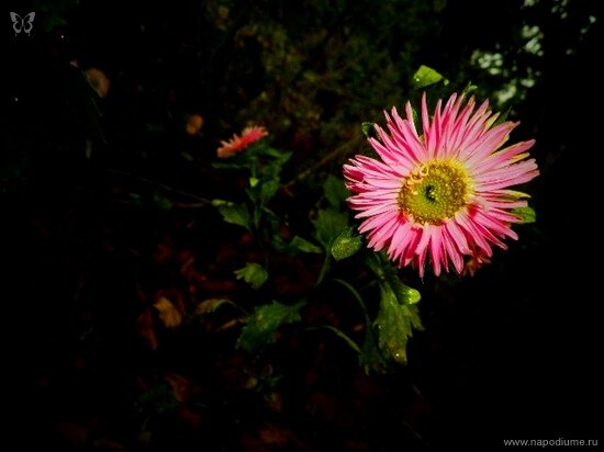 Фото Julia Tofan